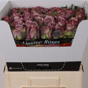ROSE DOLCETTO 40